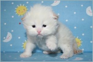 Male Siberian Kitten from Deedlebug Siberians